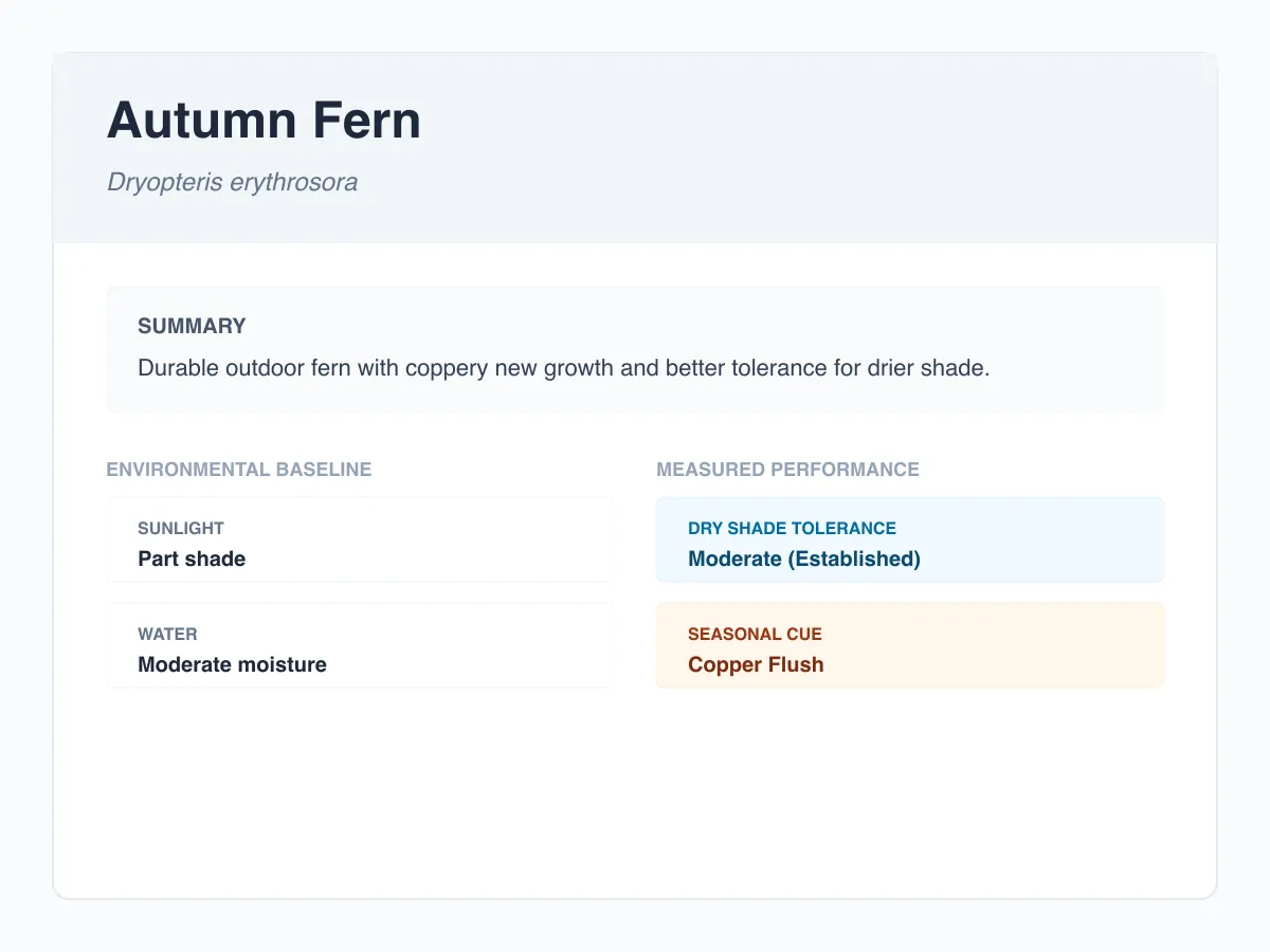 Autumn fern profile illustration