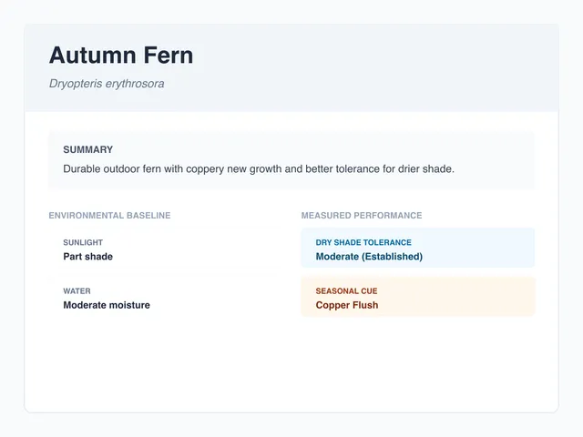 Autumn fern profile illustration
