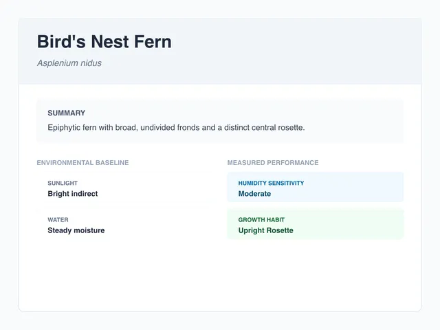 Bird's nest fern profile illustration