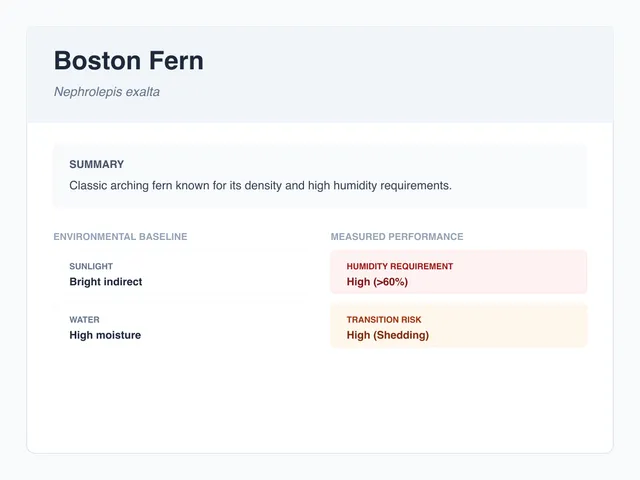 Boston fern profile illustration