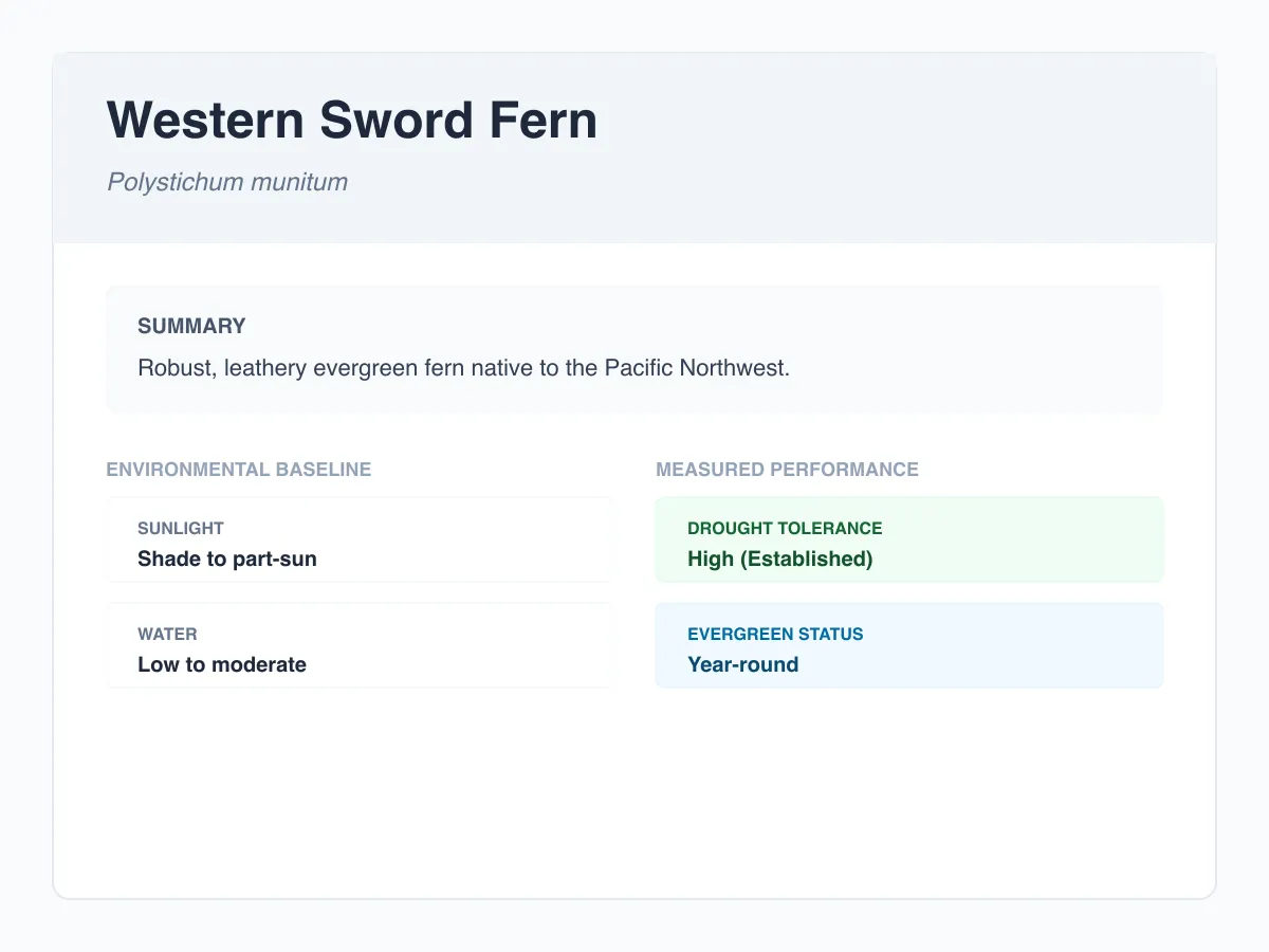 Western sword fern profile illustration